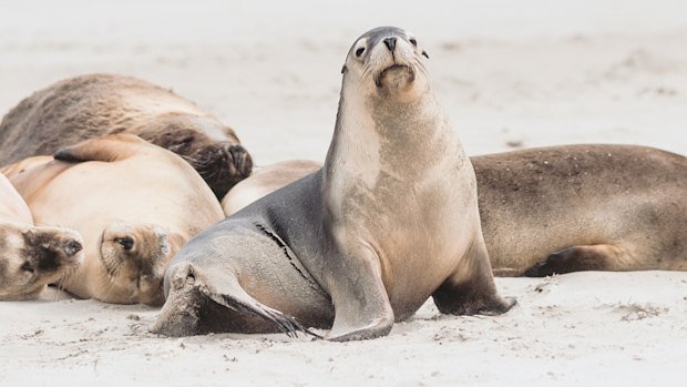 Bird Flu Confirmed in Endangered Australian Sea Lion