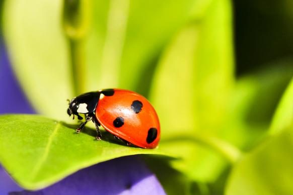 Bug test