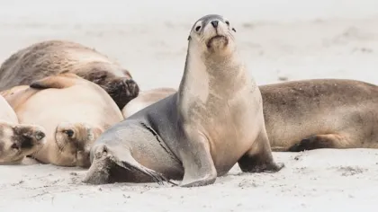 Bird Flu Confirmed in Endangered Australian Sea Lion
