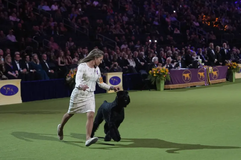 Westminster Show, Love for Pets, Monty's Unstoppable Spirit: Monty Makes History by Winning as the First Giant Schnauzer