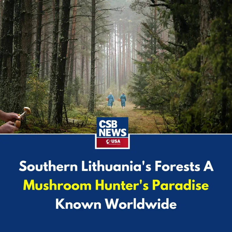 Southern Lithuania's Forests- A Mushroom Hunter's Paradise Known Worldwide