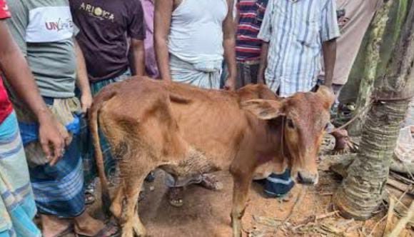 বিএনপি নেতার গোয়ালে চুরি যাওয়া গরু উদ্ধার, কারণ দর্শানোর নোটিশ