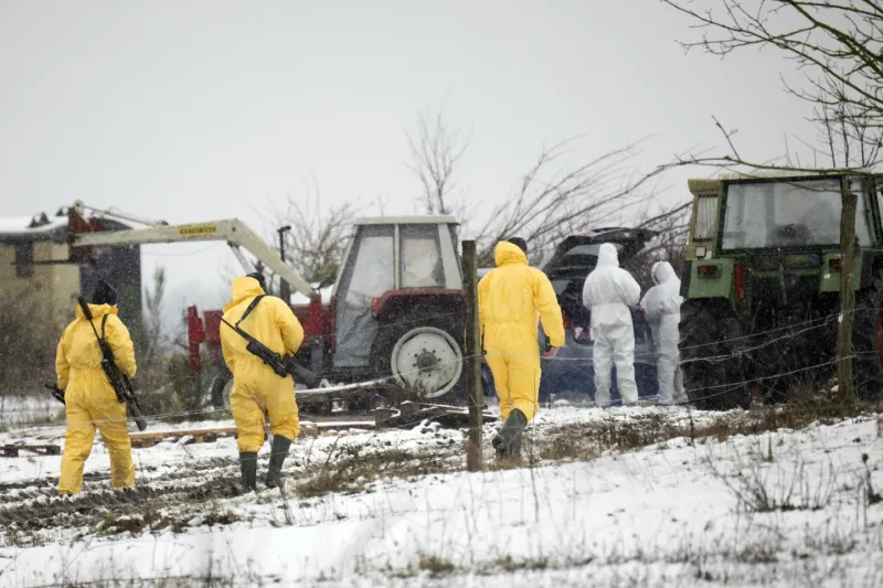Foot-and-Mouth Disease in Germany After 35 Years, Precautionary Measures Around Berlin - Ban on Animal Transport
