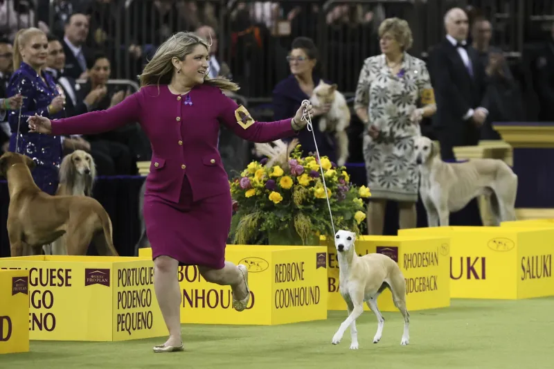 Westminster Dog Show: Living Inspiration and Heartwarming Stories of Pets' Love